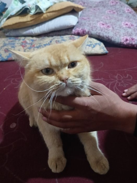 Mushuk tezda sotiladi