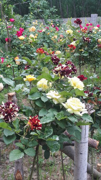 Atirgul ko'chatlari черная магия штамповий гуллар бир танада икки хил