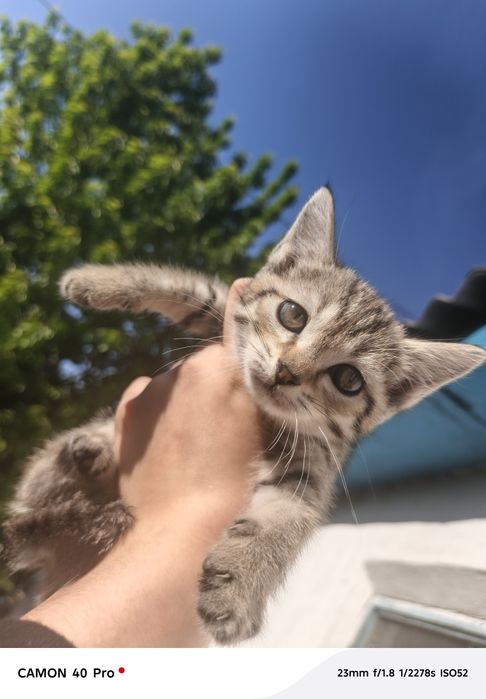 Котята, в добрые руки