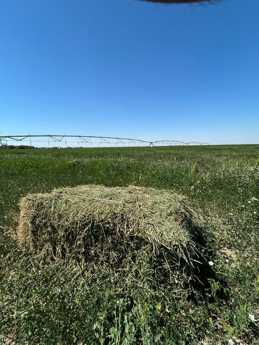 Люцерна сатылады