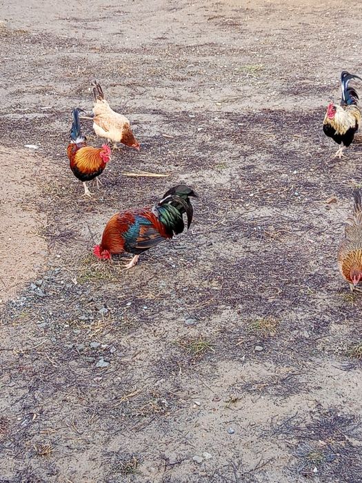 Куры   бентамки