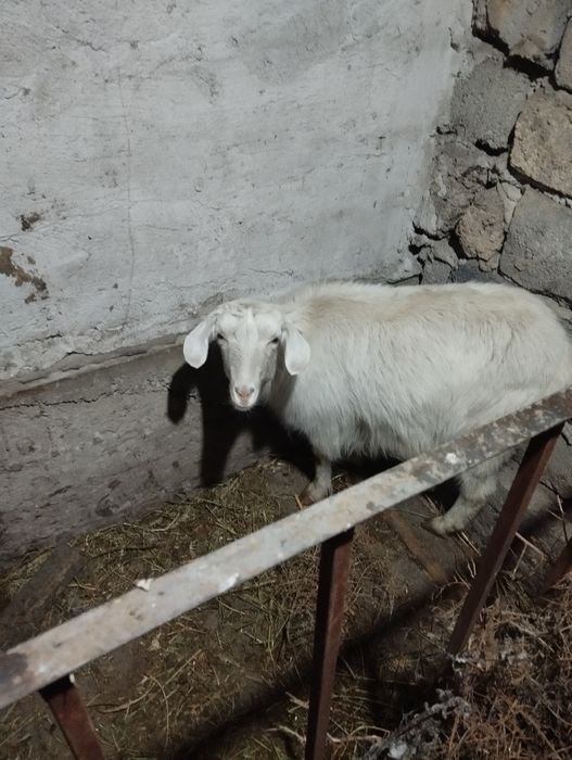 Орыс лакты ешкылер