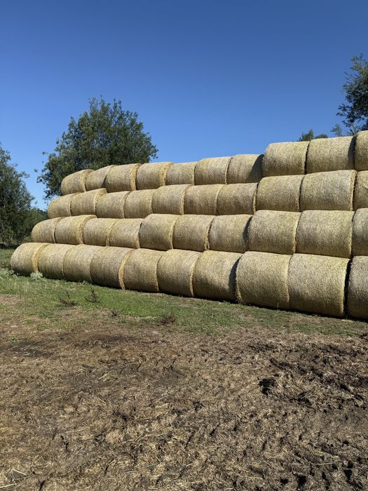 Vând baloți de paie (orz și grâu)