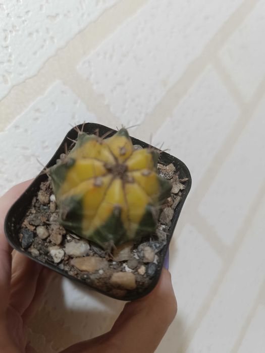 Продам красивые кактусы.