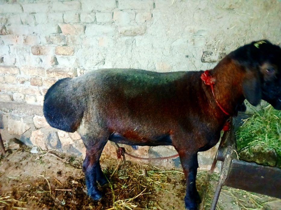 Qora qõchqor sotiladi