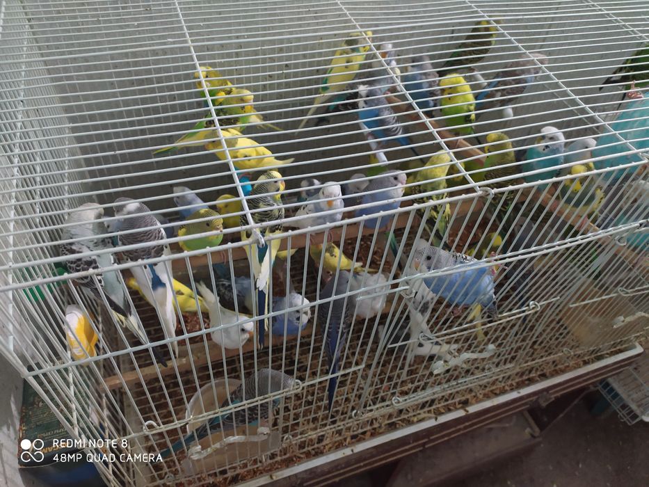 Попугай волнистые по 3000тенге
