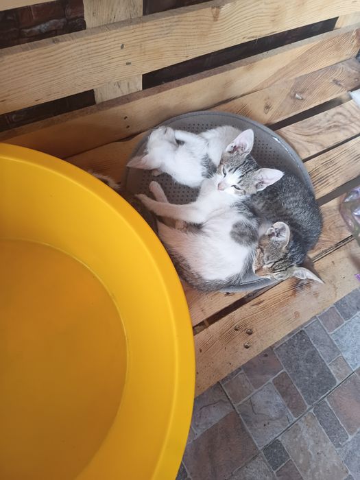 Donez pui de pisică