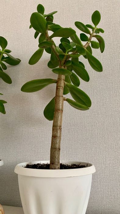 Комнатные цветы, растения