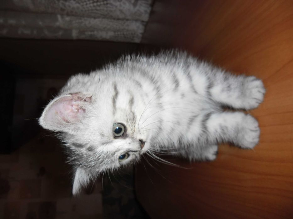 Британские котята.