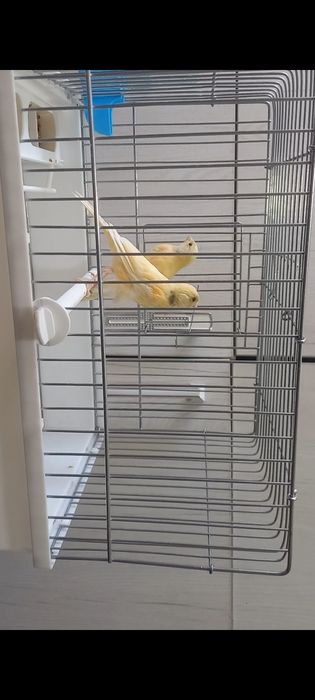 Канарйека смотилади