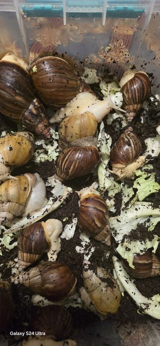 Улитка ахатины косметологические