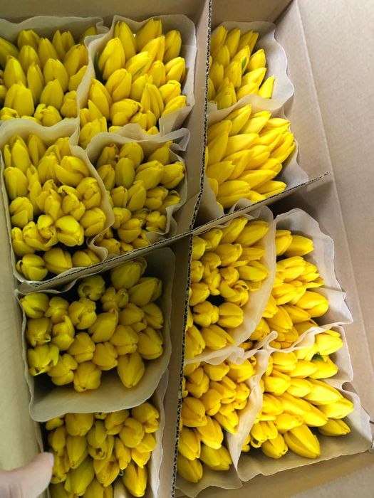 Тюльпаны по 500 тенге