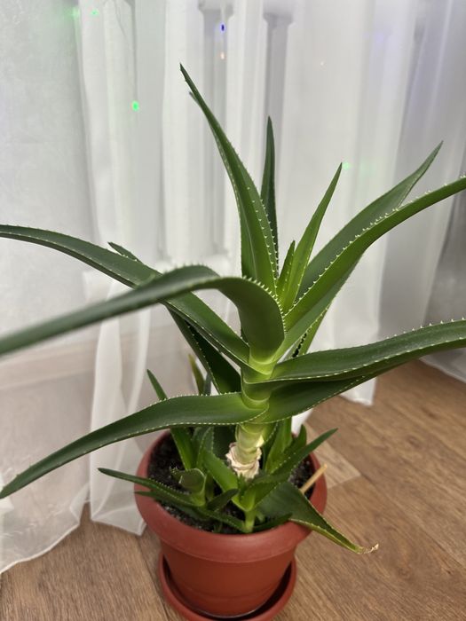 Алоэ цветок. Отдам
