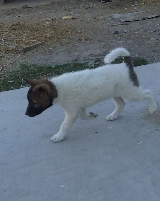 Ассалаумағалайкум жігітер осы лайка сатылады аке шешесі рабочи 45 күнд