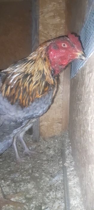 Дакан мошный зат