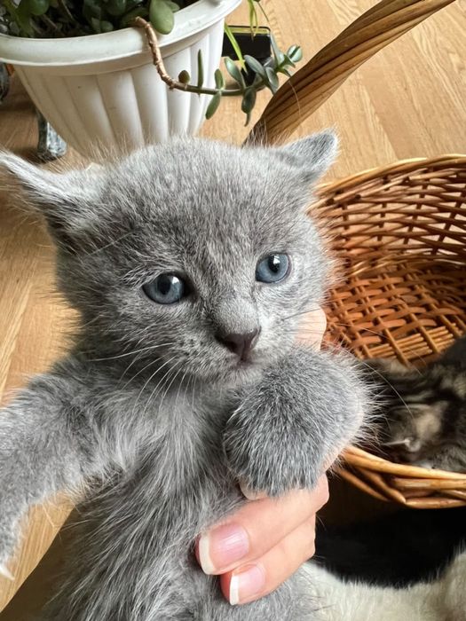 Котята в добрые  руки