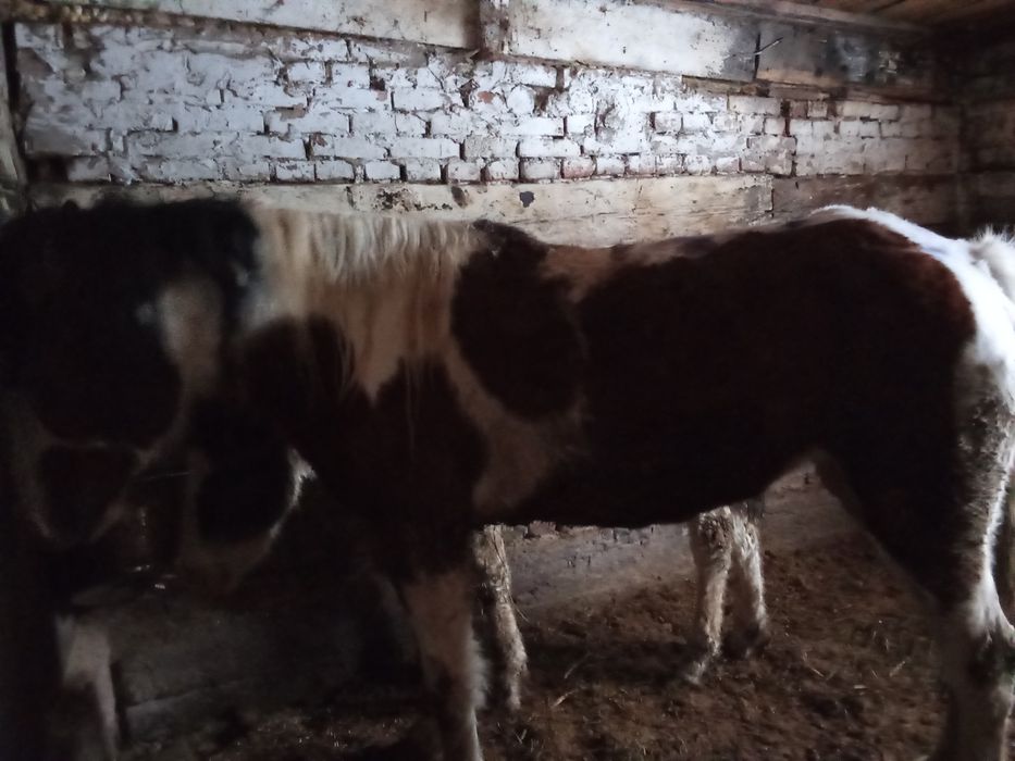 Продам кобылу с жеребенком