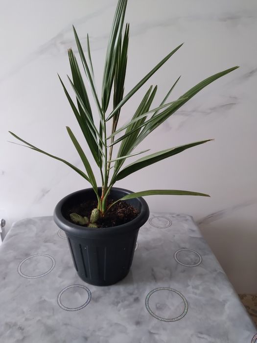 Продам цветок финиковую