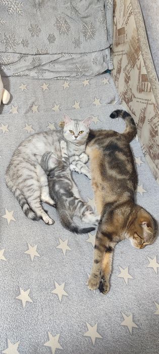 Продам котенка скотиш фолд