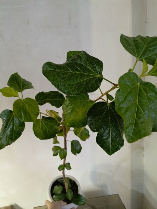 Продам  флоридский гибискус! !