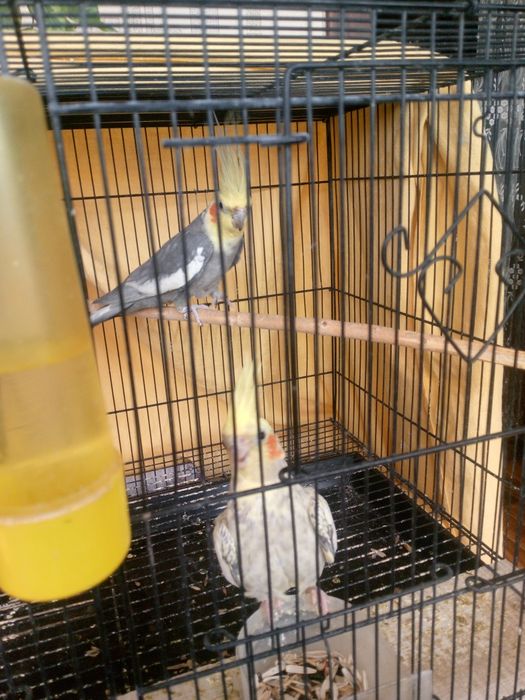 Попугаи карелла клетка большая