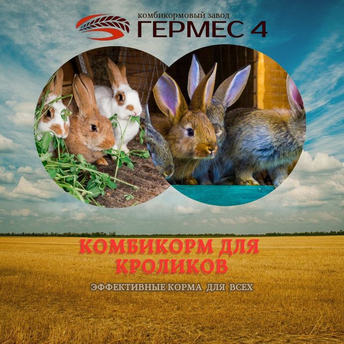 Комбикорм для всех направлений