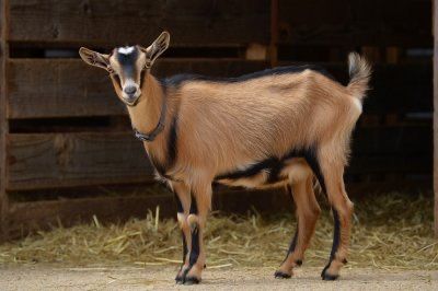 Ешкінің сүті сатылады