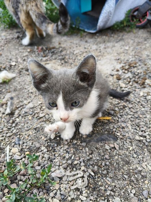 Отдам милых котят в добрые руки