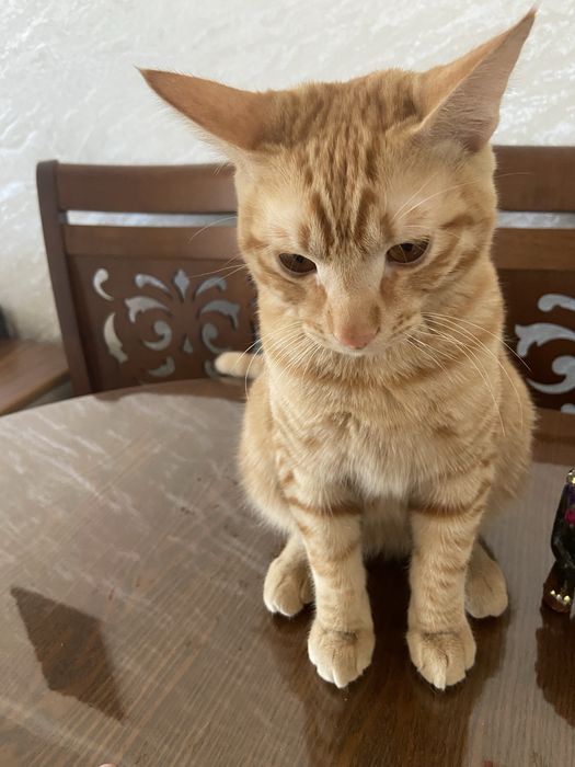 Отдам кота в хорошие руки