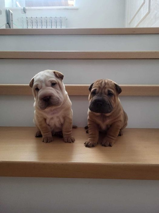 Продаются щенята шарпея!