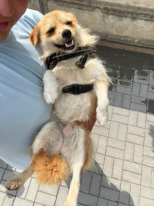 ofer servici de pet sitting