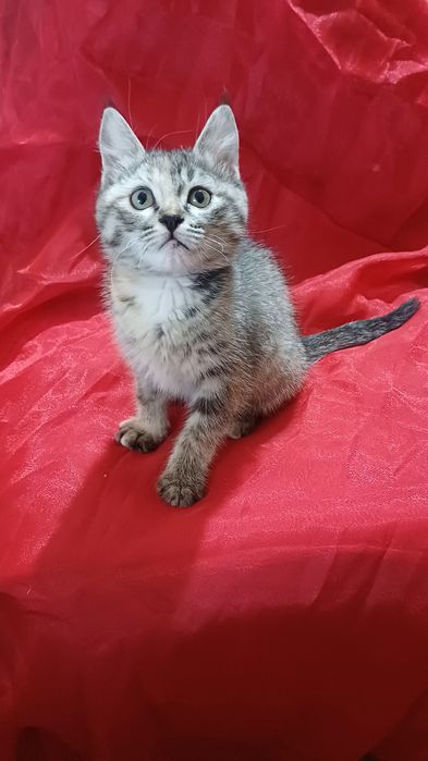Котенок девочка 2 мес