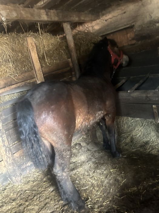 2 Mânzi de vânzare