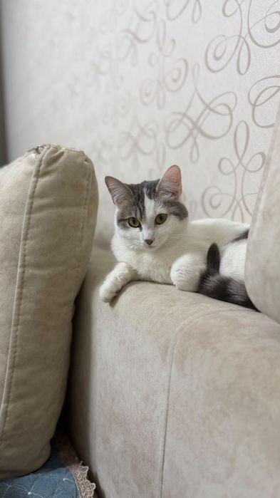 Отдам даром кота