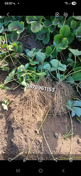 Разсад ягоди  целогодишни сортове