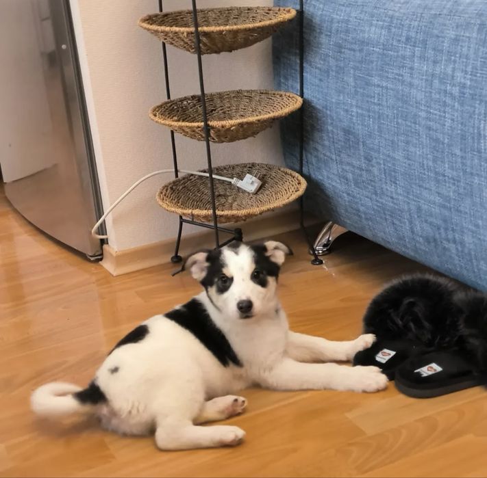 Щенок-девочка