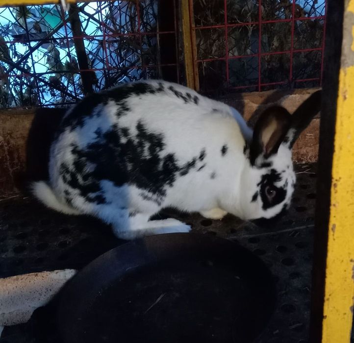 Большие Кролики.