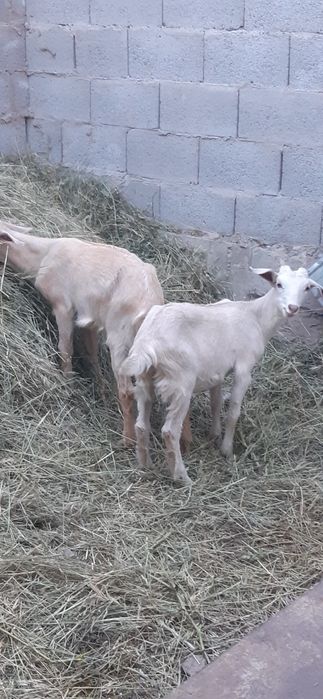 Ешкы 2 лағымен сатылады