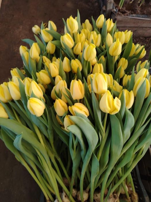 Принимаем предзаказ на цветы к 8 марта!!!