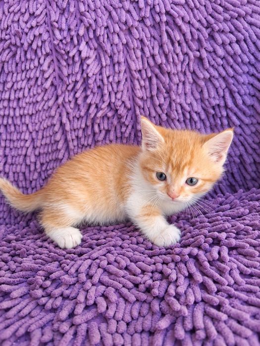 Отдам  котят  в  добрые  руки