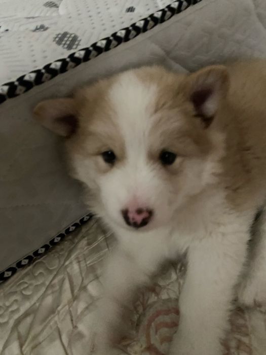 Сибирский хаски