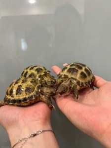 Toshbaqa черепаха скидкада