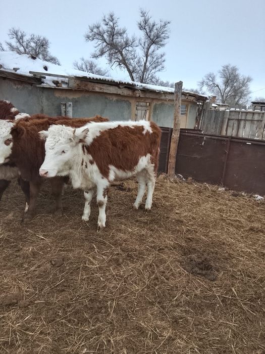 Ұрғашы баспақтар сатылады!