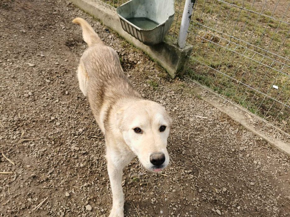 Catel,talie medie,5 ani, sterilizat, pentru adoptie responsabila