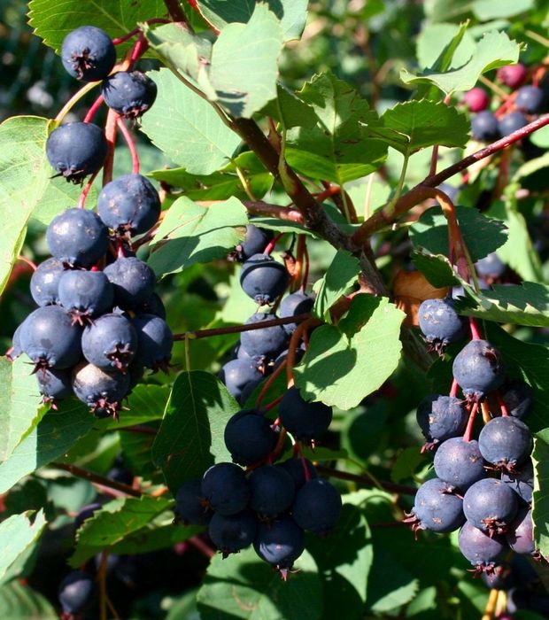 Продам Иргу саженцы