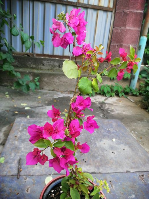 ПРОДАМ Бугенвилию