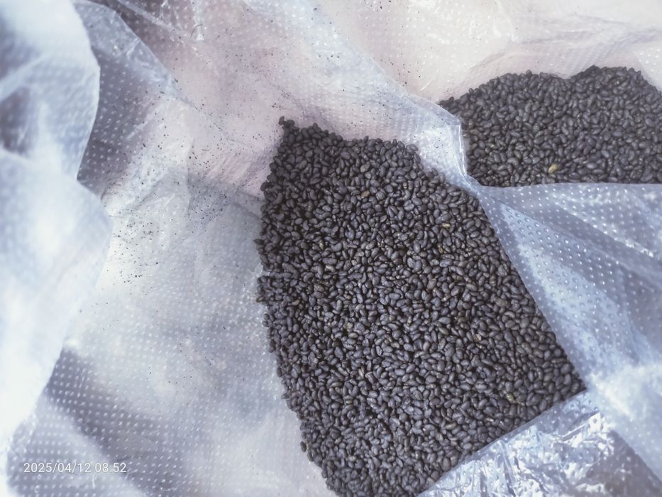 Жоңышқа тұқымы сатылады