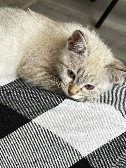 Отдам котенка (девочка) вместе с лотком