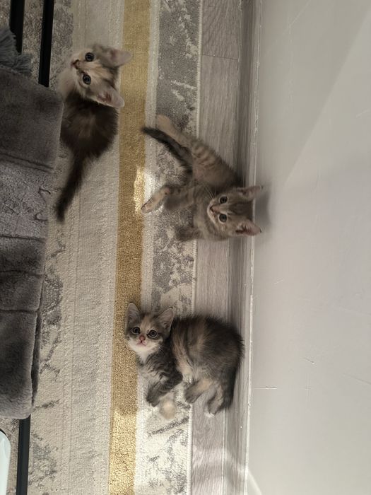 котенок 1.5 месяца