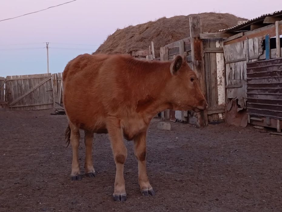 Құнажын сатылады